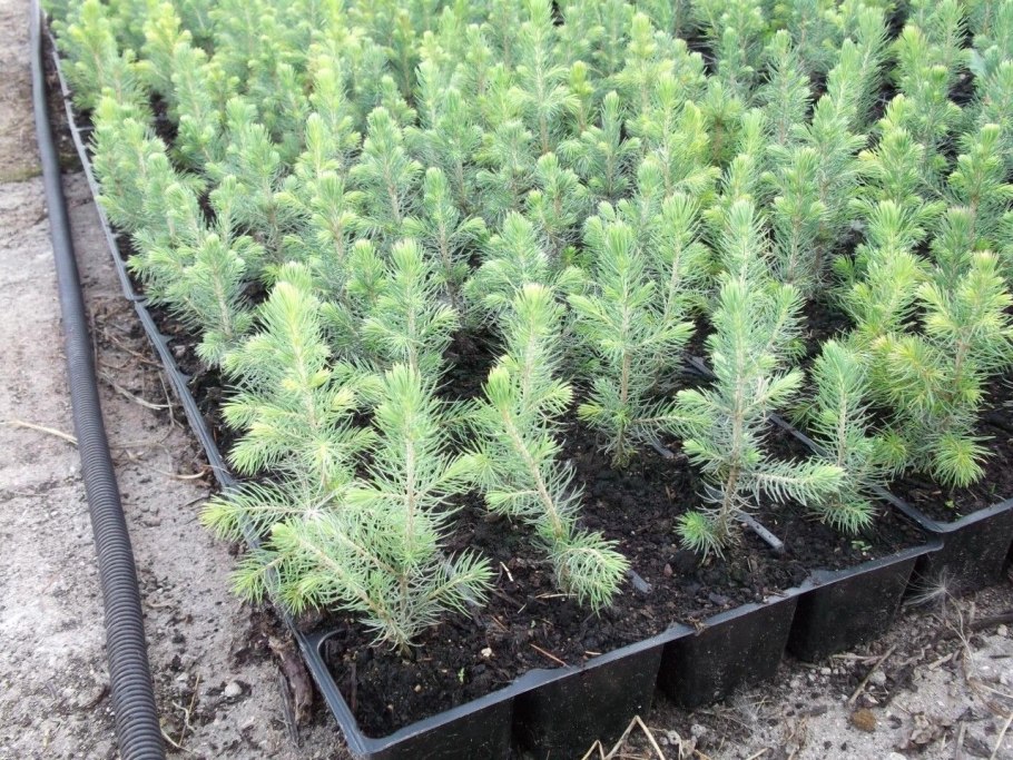 Ель Сибирская сеянец