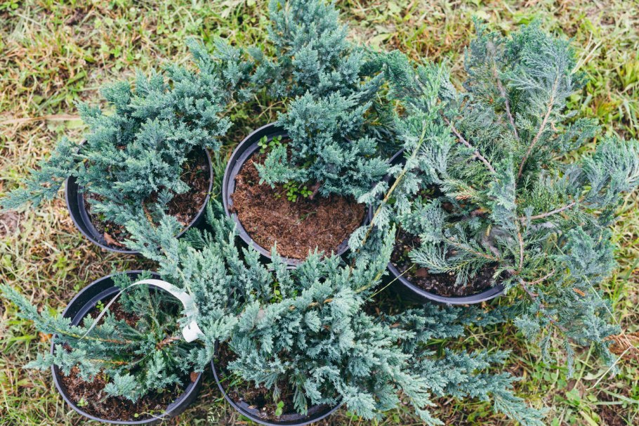 Можжевельник китайский (сорт 'Spearmint')