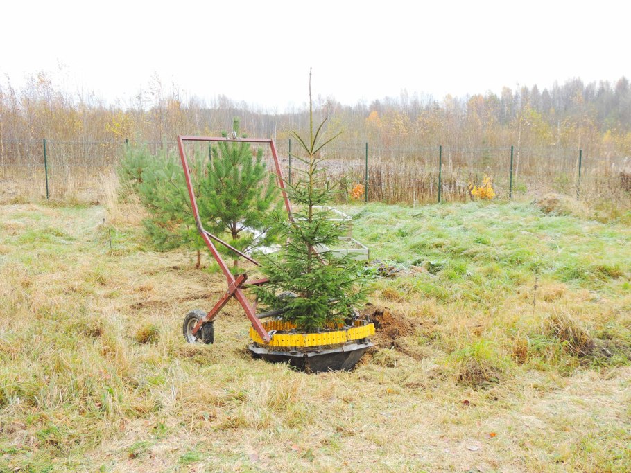 Кедр корейский Росток