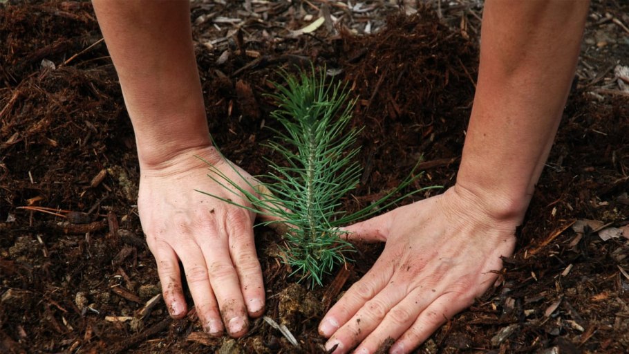 Посадка лесных культур сосны