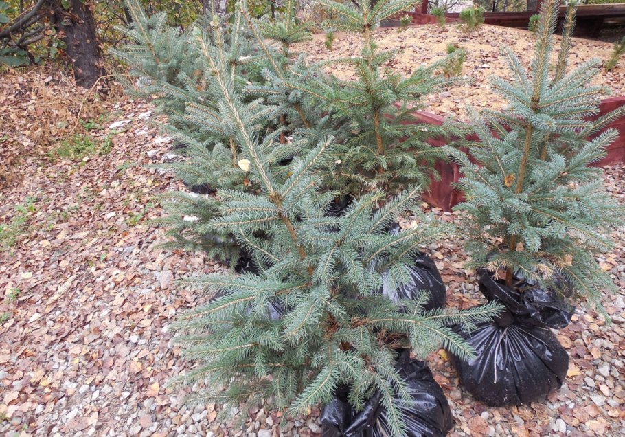 Саженцы голубой ели