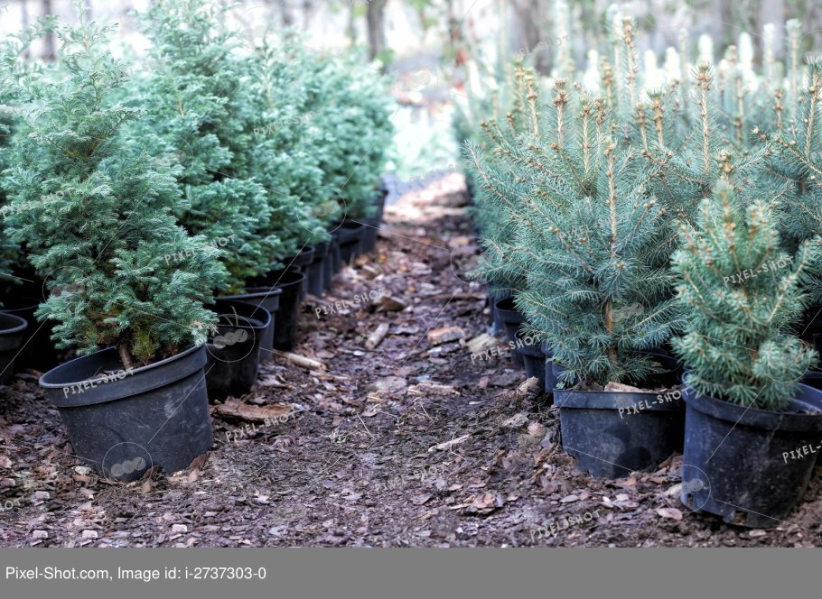 Черенки ель Коника