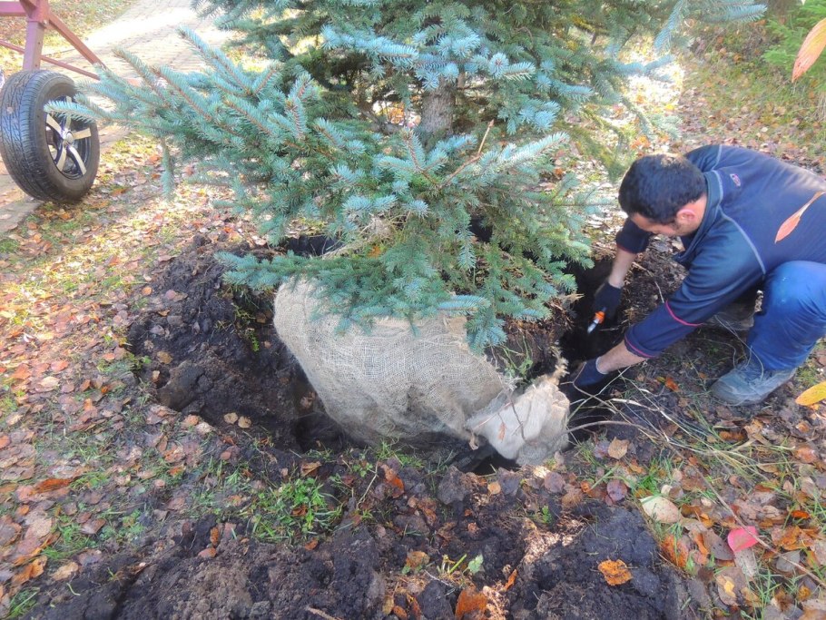 Пересадка большой ели