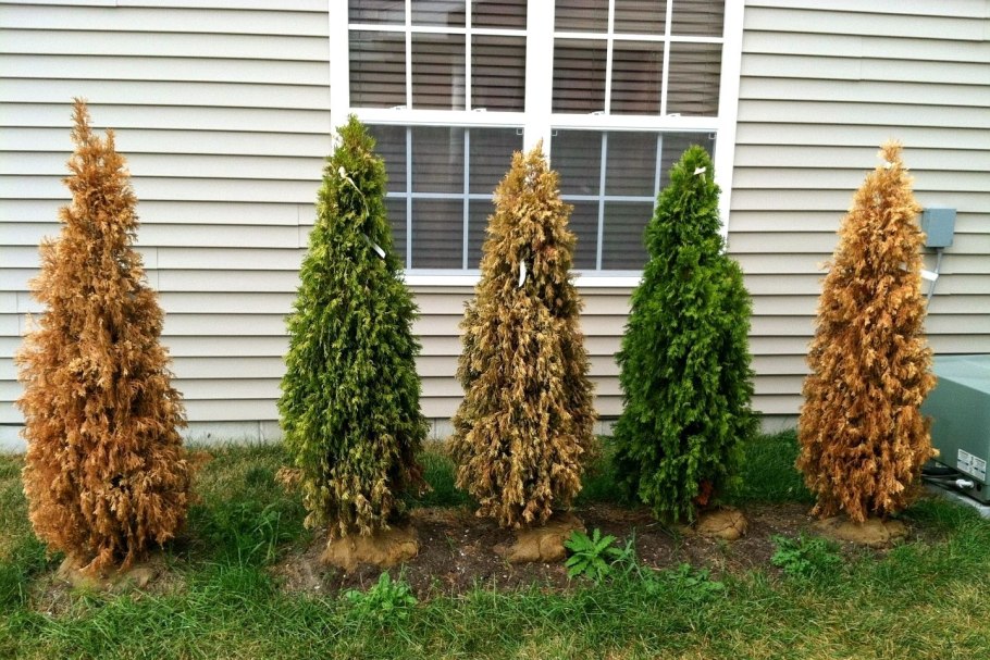 Сосна Веймутова семена