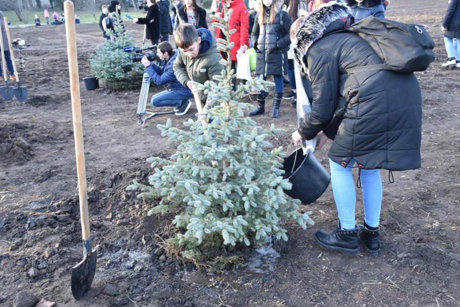 Весенняя посадка саженцев яблони