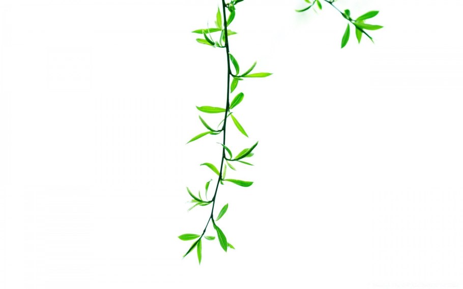 Веточка на белом фоне