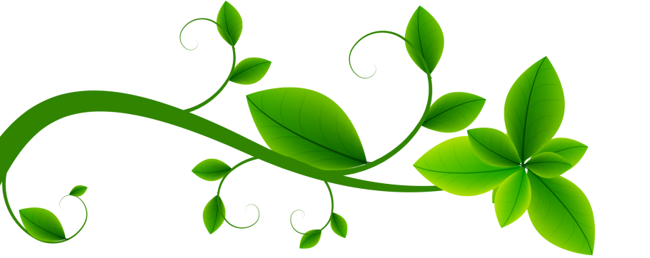 Стебель на белом фоне