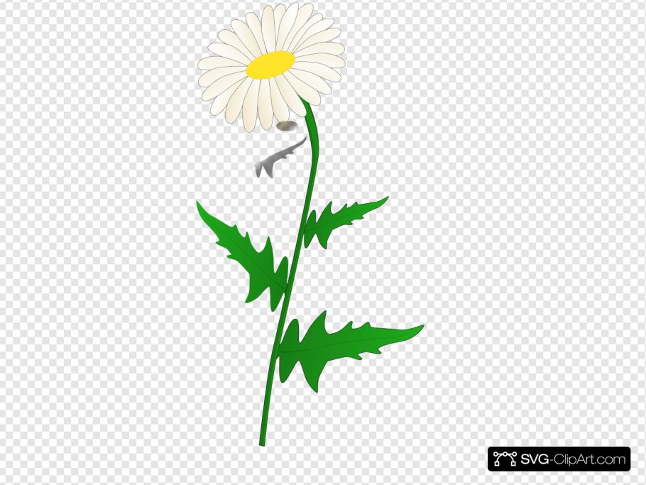 Растения не белом фоне