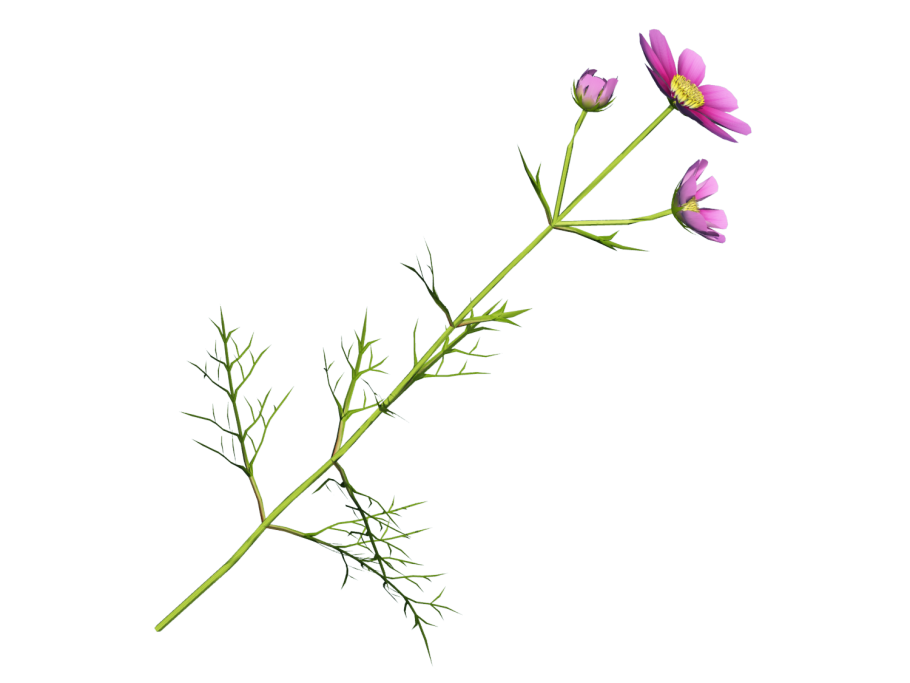 Стебель растения для фотошопа