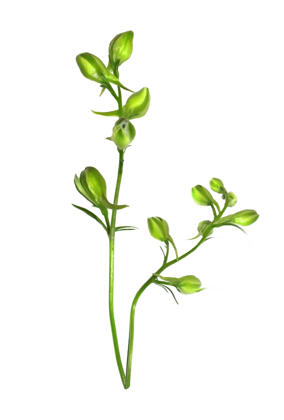 Стебельки цветов