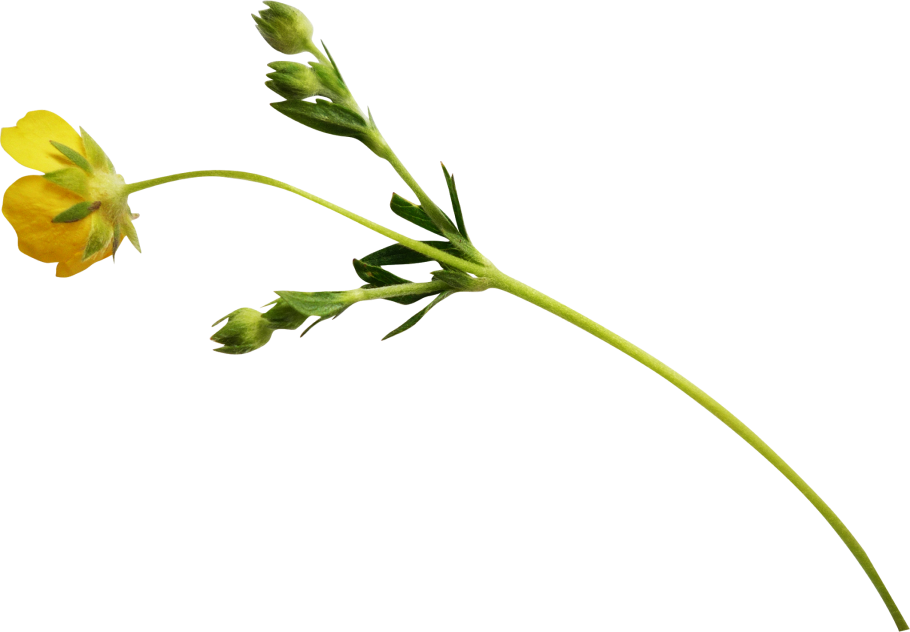 Стебель петрушки