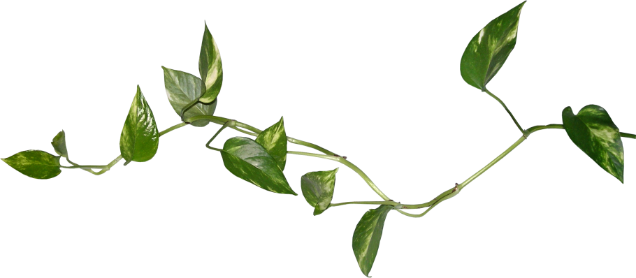 Стебель на белом фоне