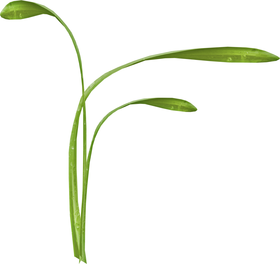 Растения на белом фоне