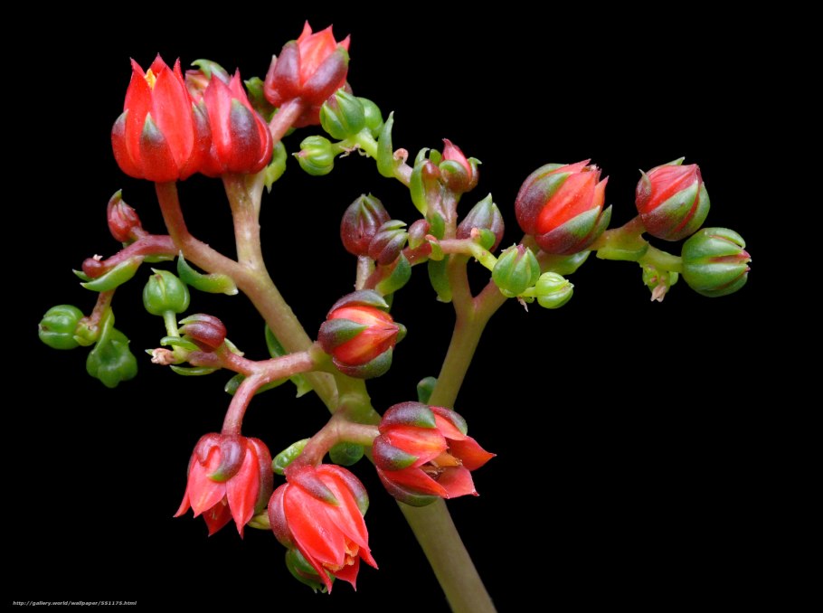 Стебелек травинки