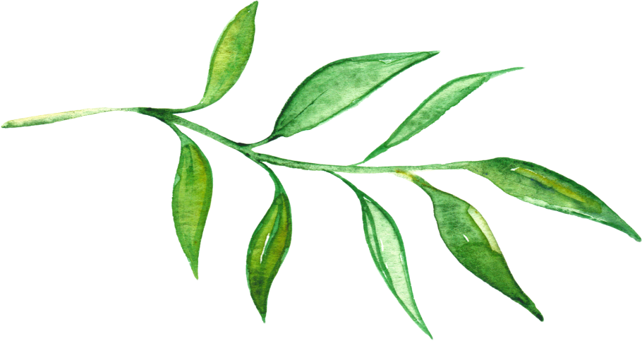 Цветок без стебля