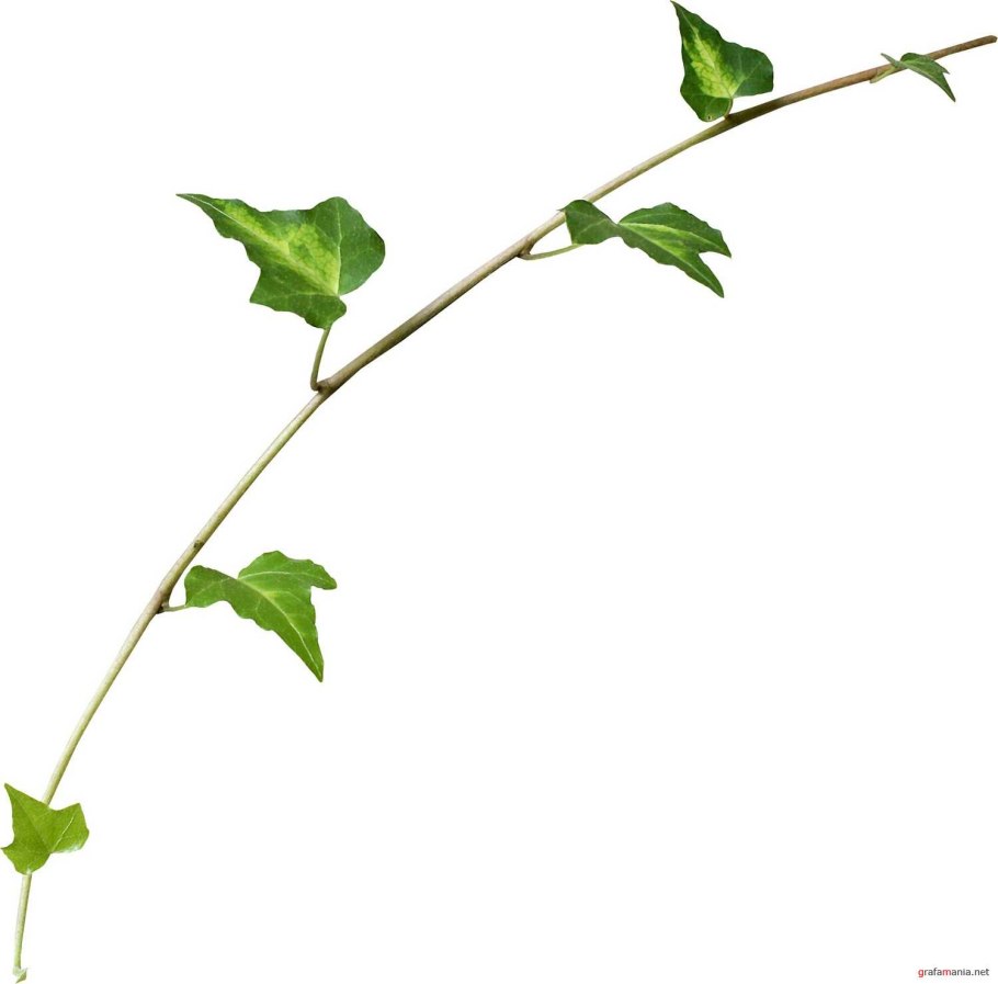 Тонкие зеленые веточки