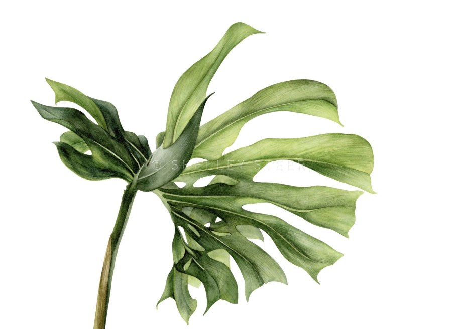 Стебель растения