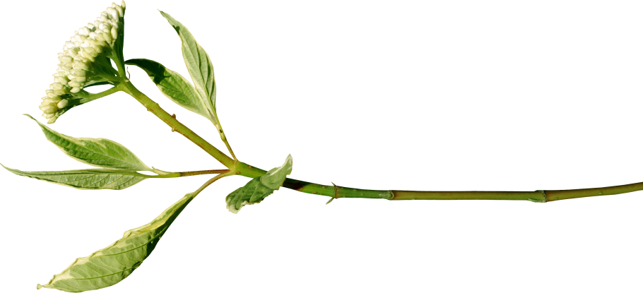 Стебель на белом фоне