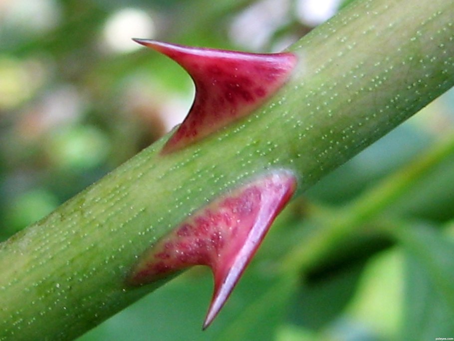 Пакис Такис цветок