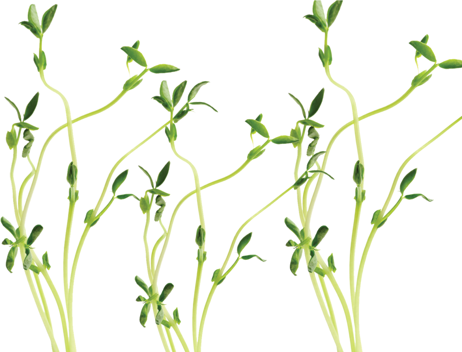 Строение черешкового и сидячего листа