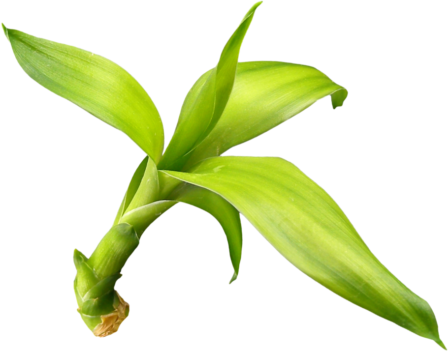 Зеленая веточка на белом фоне