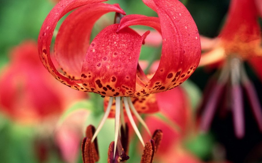 Лилии мартагон «Purple»