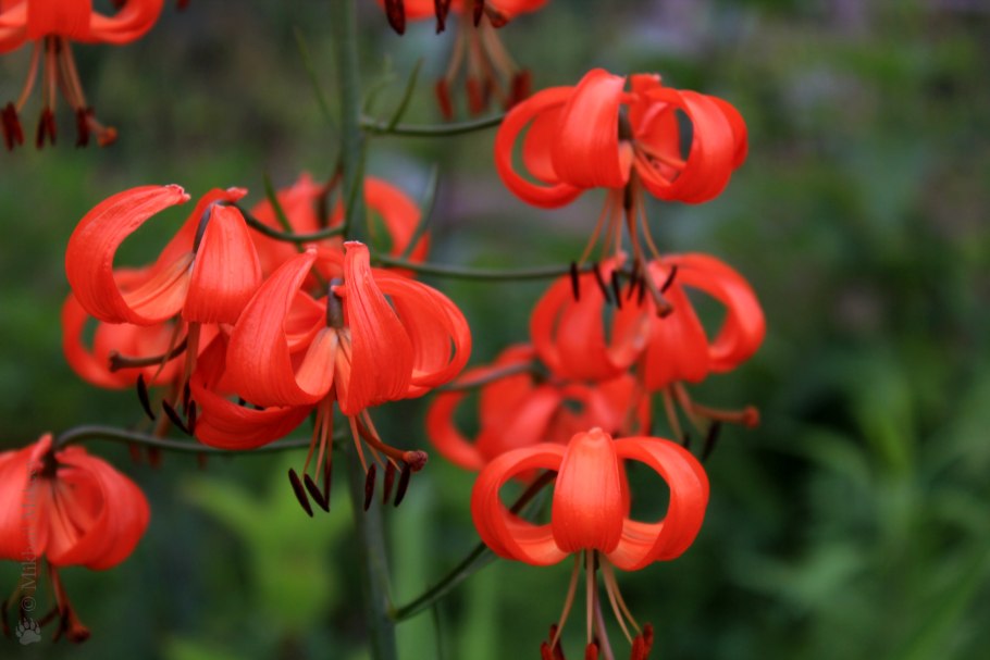 Лилия саранка