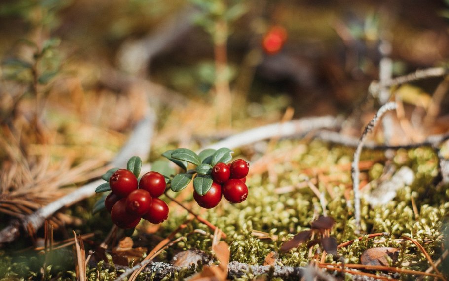 Ядовитые ягода костяника