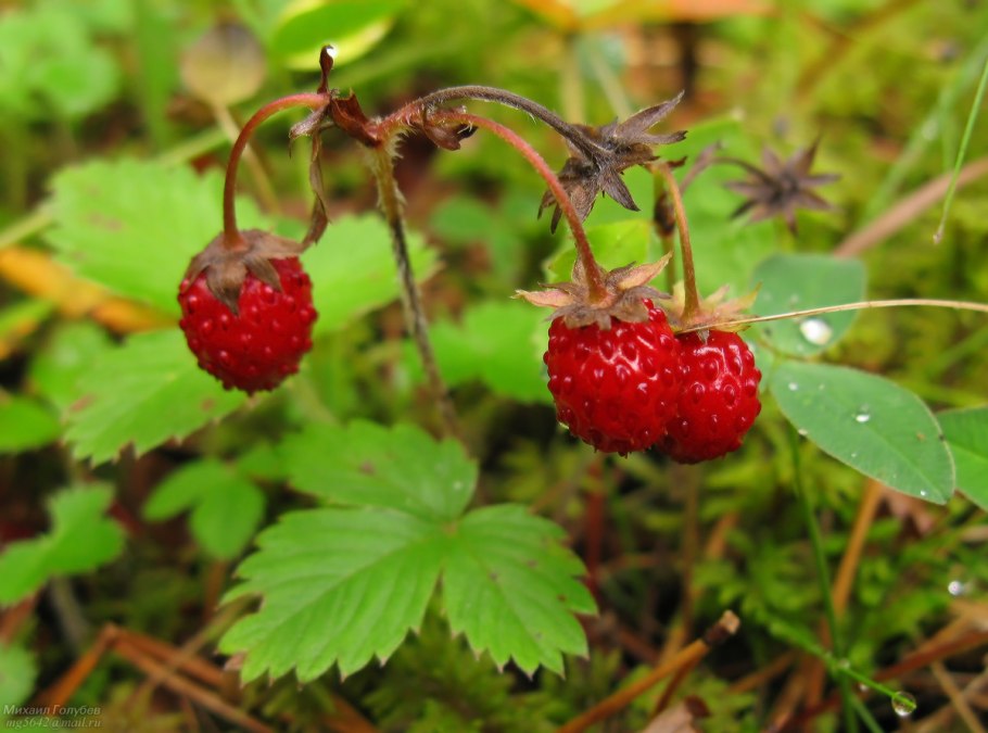 Лесная ягода костяника