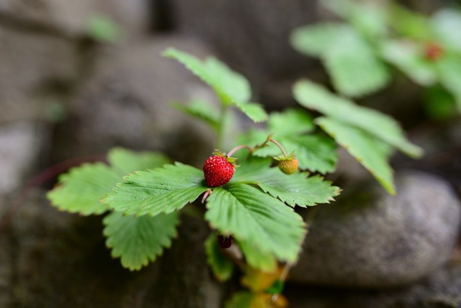Костяника обыкновенная