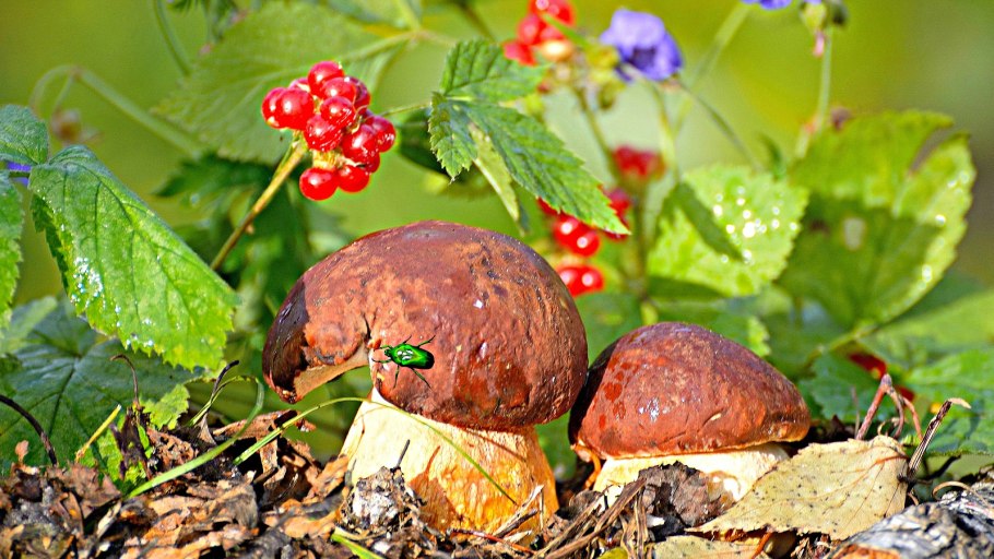 Ягоды в лесу