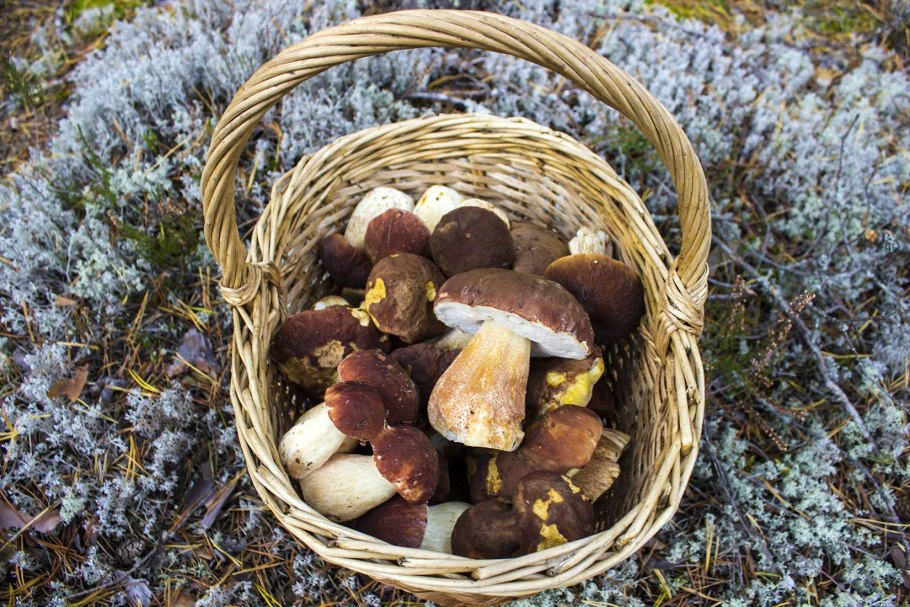 Воронец красноплодный