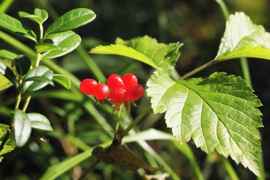 Ягоды в Карпатах