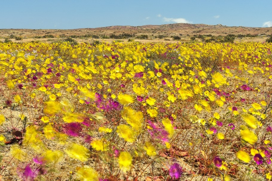 Цветущая пустыня Атакама, Чили