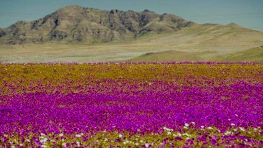 Цветущая пустыня. Пустыня Атакама, Чили