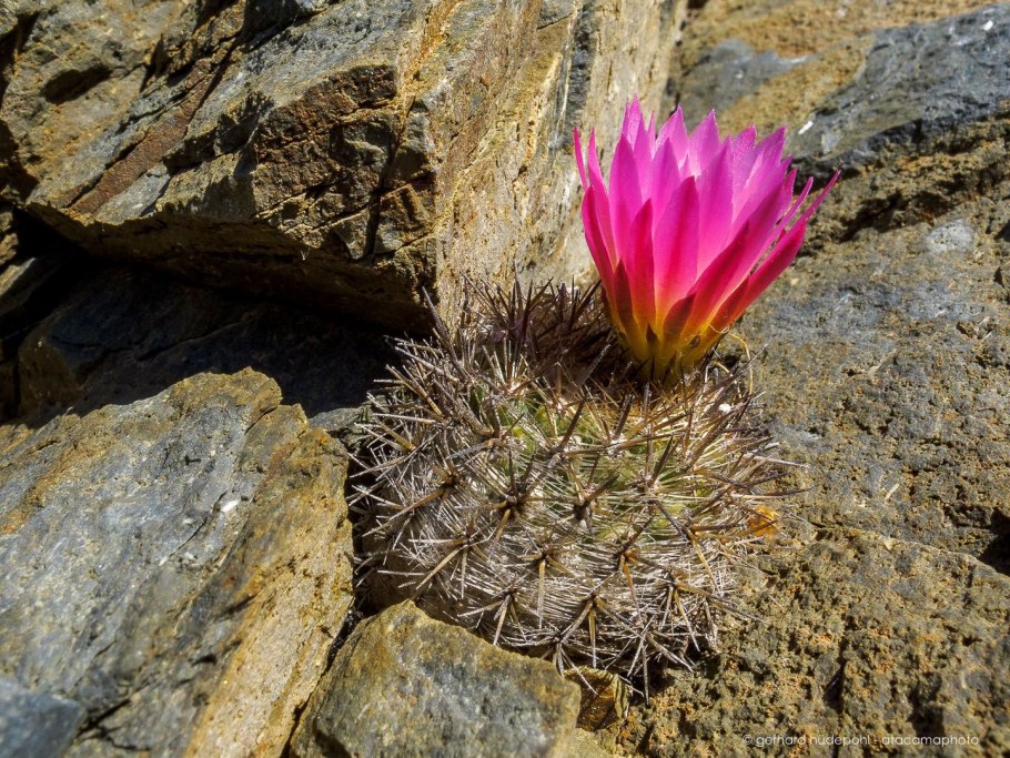Цветущая пустыня Намакваленд