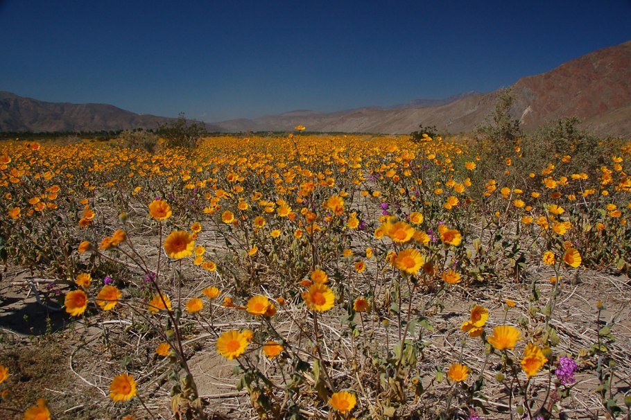 Цветущая пустыня Анза Боррего