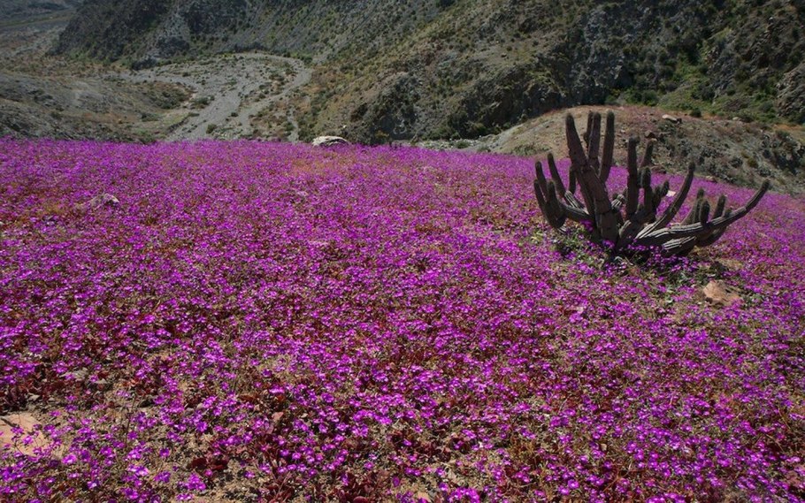 Ксерофиты Африки