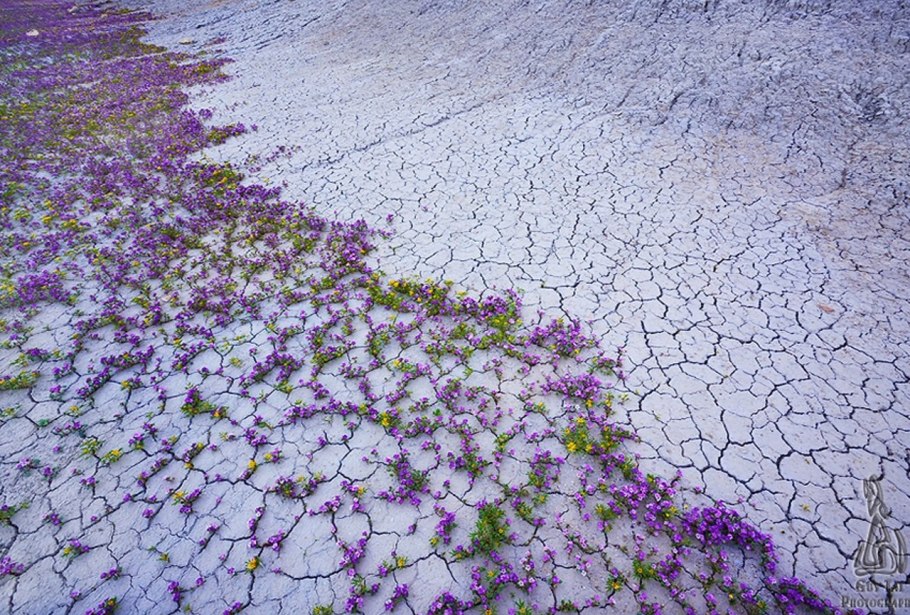 Цветущая пустыня Атакама, Чили