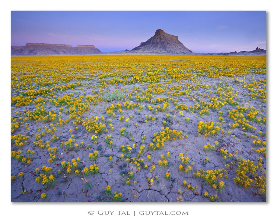 Цветение пустыни Атакама