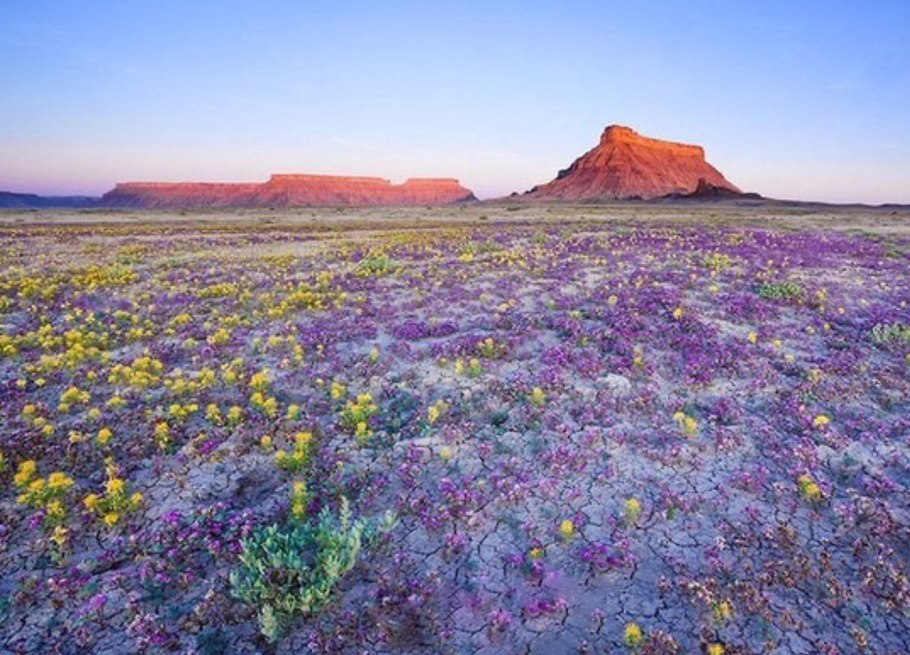 Пустыня расцвела картина