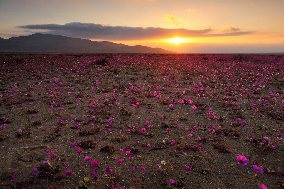 Цветущая пустыня Атакама, Чили