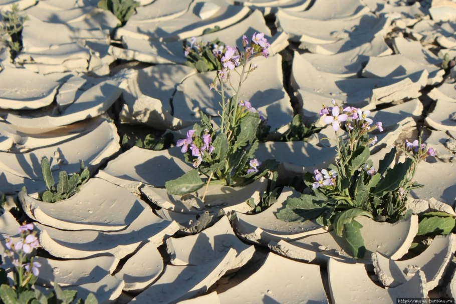 Цветущая пустыня Атакама, Чили