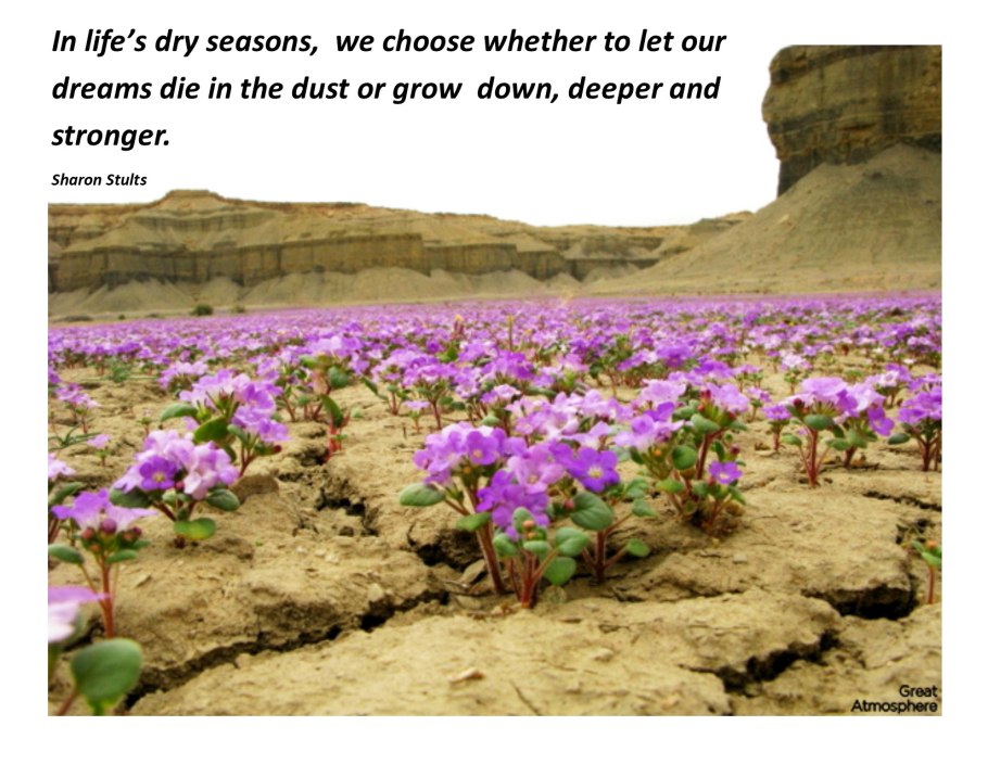 Кактусы пустыни Атакама