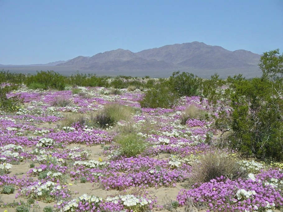 Пустыня Атакама расцвела