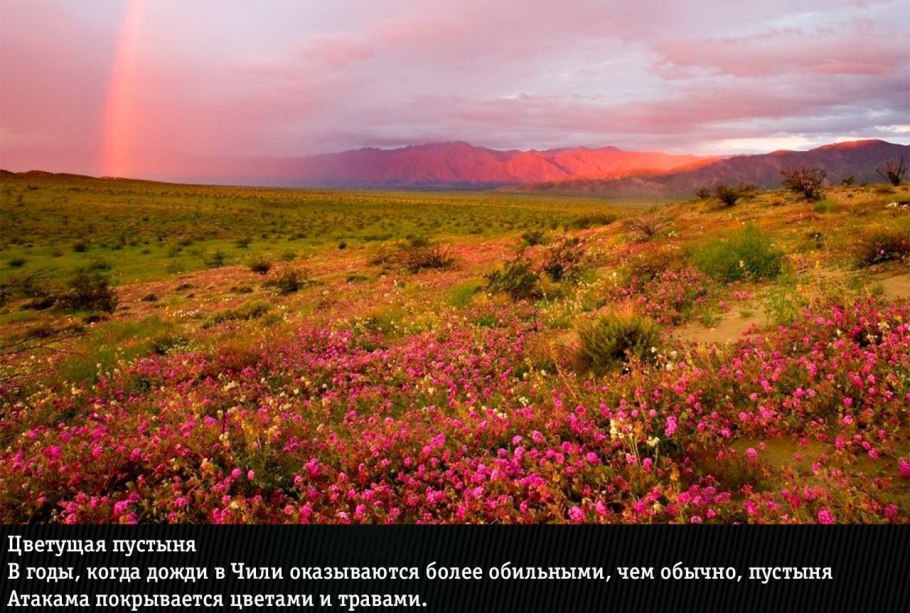 Цветущая пустыня. Пустыня Атакама, Чили