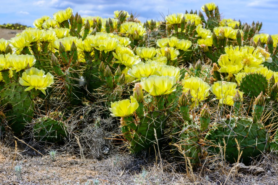 Atacama Desert Blooming
