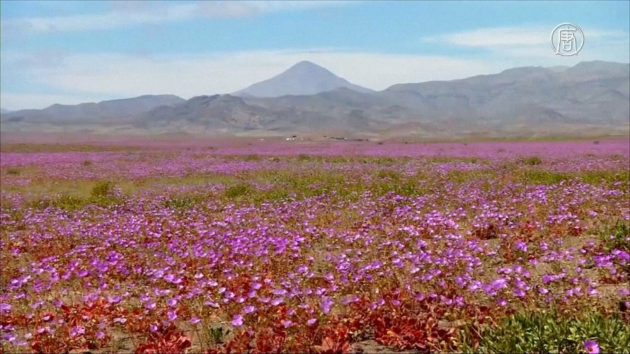 Атакама зацвела 2020