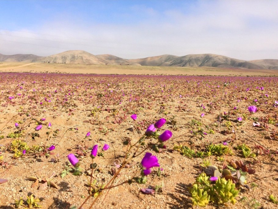 Растения зоны пустынь саксаул