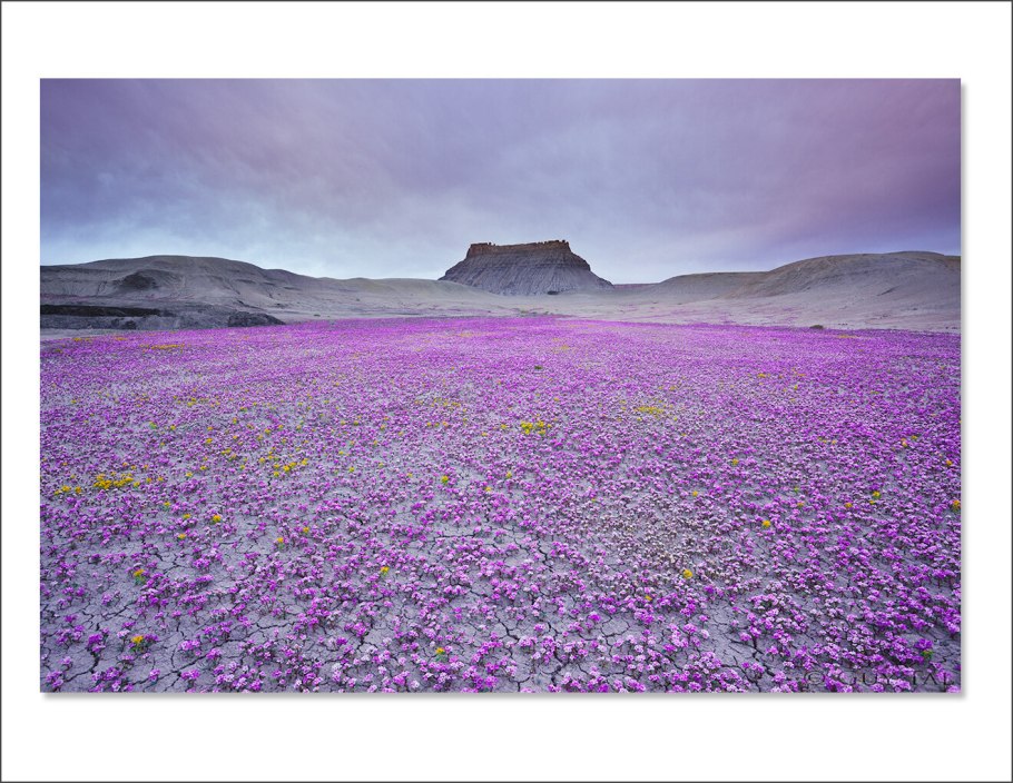 Растения эфемероиды пустыни